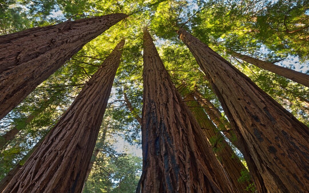 Παγκόσμια Ημέρα Δασών: Η συμβιωτική σχέση μεταξύ βιώσιμης δασικής διαχείρισης και σύγχρονης βιοενέργειας για προστασία και κλιματική ανθεκτικότητα